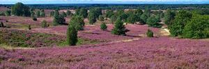 Lneburger Heide